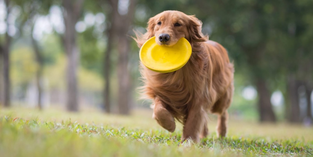 Frisbee pro psy